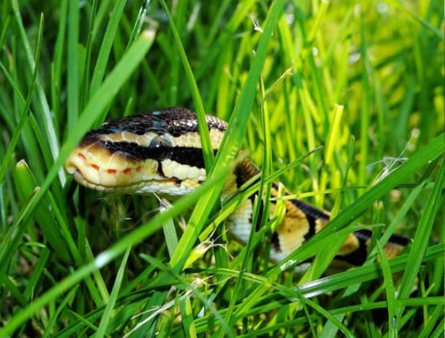 Snake Repellents