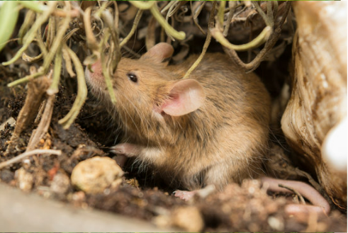 ANIMAL REPELLENT FOR GARDENS