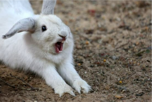 Rabbit Repellent