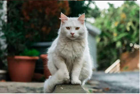 GET RID OF STRAY CATS