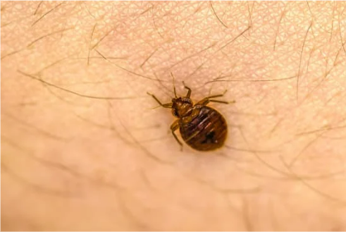 Natural bed bug killers