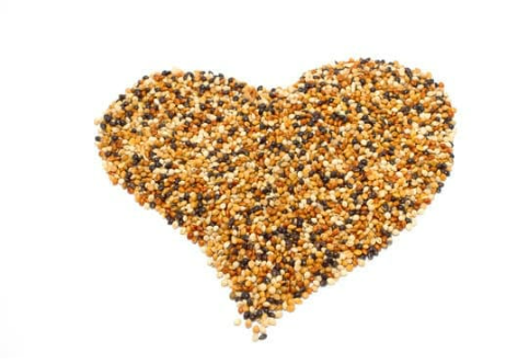 DO MICE LIKE BIRDSEED 