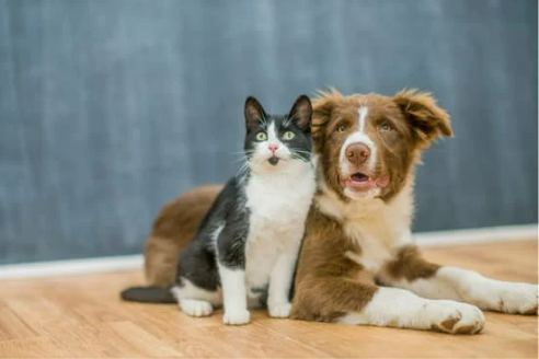DO MICE BITE PETS?
