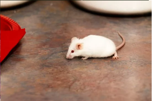 DO MICE SCREAM?