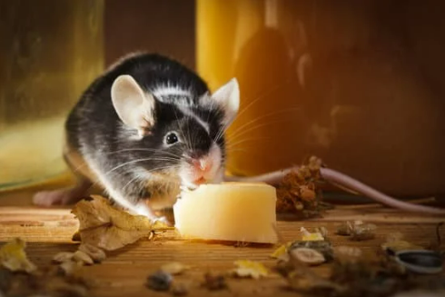 DO MICE CARRY DISEASES?