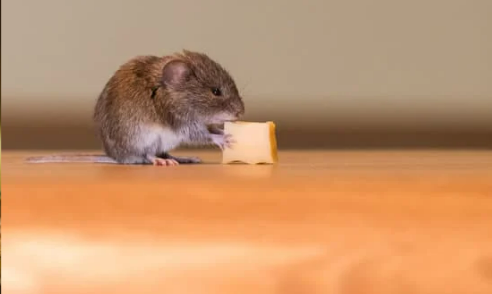 Do mice bite?