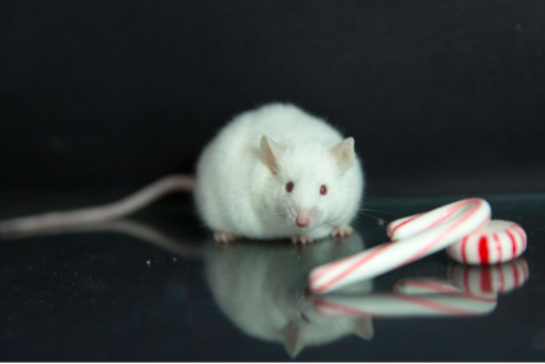 DO MICE HATE PEPPERMINT OIL?