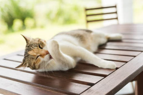 DO BED BUGS BITE CATS?
