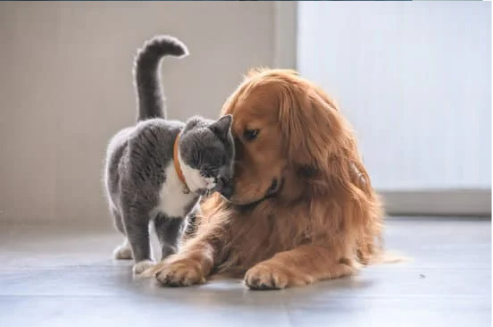 DO BED BUGS BITE PETS?