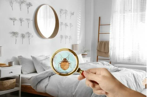 DO BED BUGS FLY?