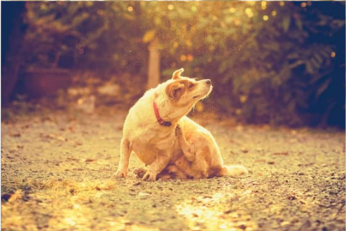 DO BED BUGS BITE DOGS?