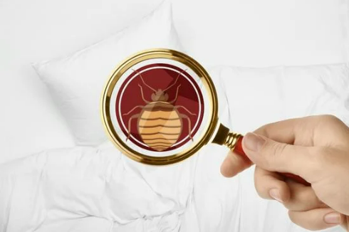 WHEN DO BED BUGS COME OUT THE MOST?`