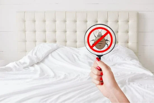 KILL BED BUGS FAST