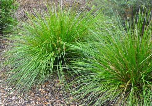 DO DEER EAT ZEBRA GRASS?