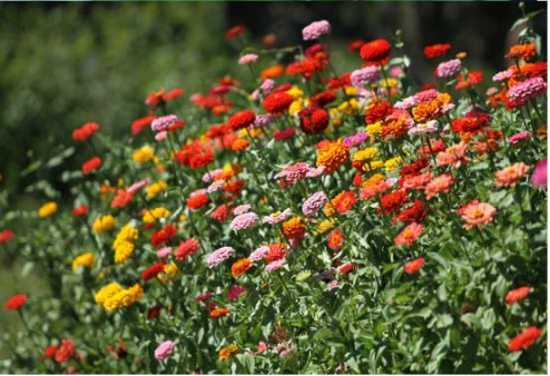 DO DEER EAT ZINNIA FLOWERS?