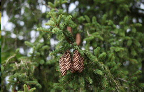 DO DEER EAT NORWAY SPRUCE TREES?