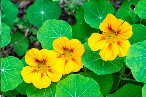 DO DEER EAT NASTURTIUM?