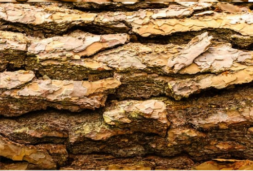 DO DEER EAT BARK?