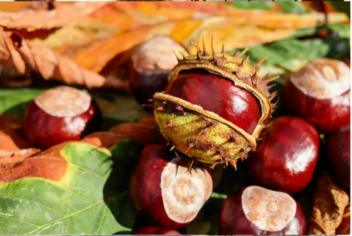 DO DEER EAT BUCKEYES
