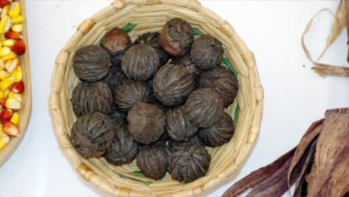 DO DEER EAT BLACK WALNUTS