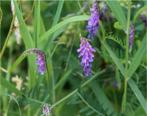 DO DEER EAT VETCH