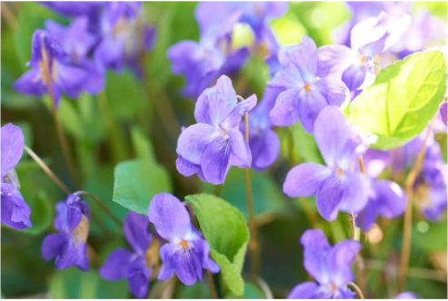 DO DEER EAT VIOLAS?