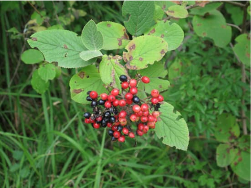 DO DEER EAT VIBURNUM?