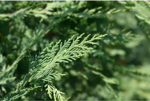 DO DEER EAT LEYLAND CYPRESS?