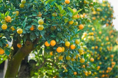 DO DEER EAT KUMQUATS?