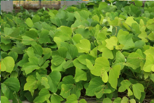DO DEER EAT KUDZU?