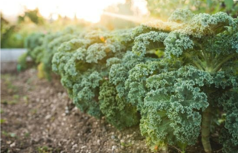 DO DEER EAT KALE?
