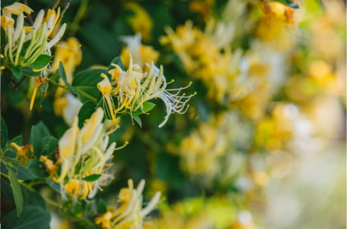 DO DEER EAT JAPANESE HONEYSUCKLE?