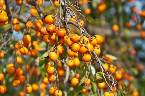 DO DEER EAT JAPANESE PERSIMMONS?