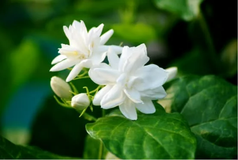 DO DEER EAT JASMINE?