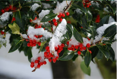 DO DEER EAT HOLLY