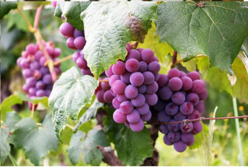 DO DEER EAT GRAPES?