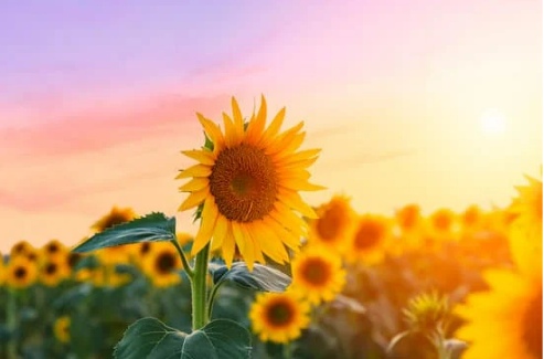 DO DEER EAT SUNFLOWER?