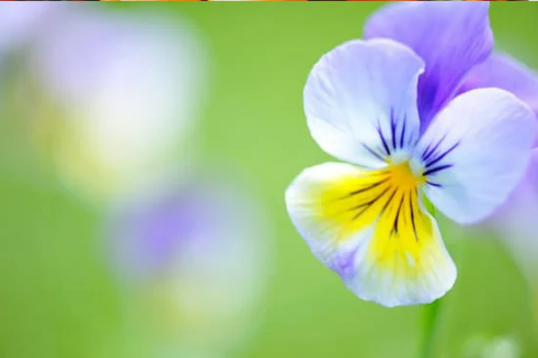 DO DEER EAT PANSIES?