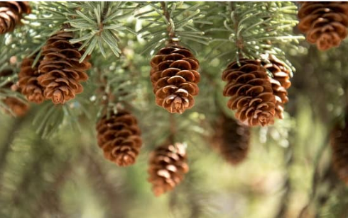 DO DEER EAT PINECONES?