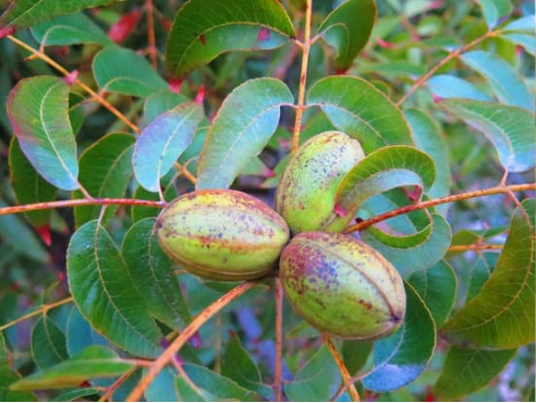 DO DEER EAT PECANS?