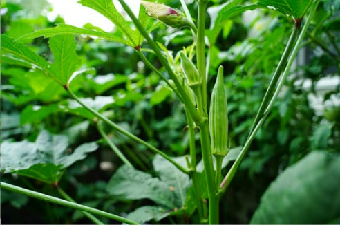 DO DEER EAT OKRA?