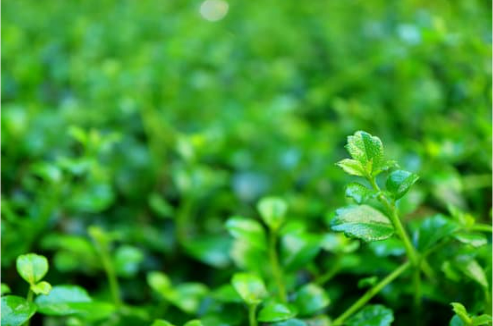 DO DEER EAT NEW SHRUBS?