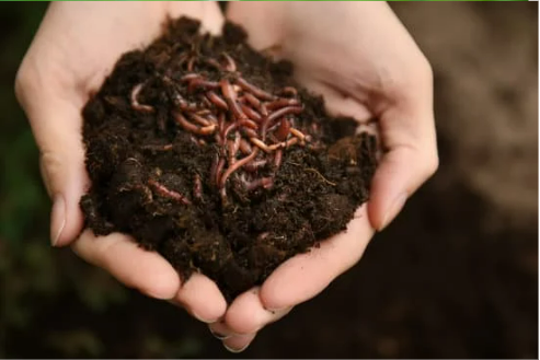 DO DEER EAT WORMS?
