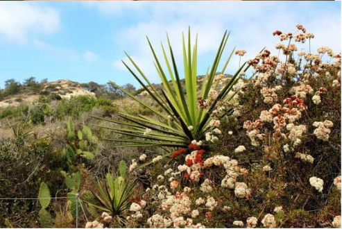DO DEER EAT YUCCA PLANTS?