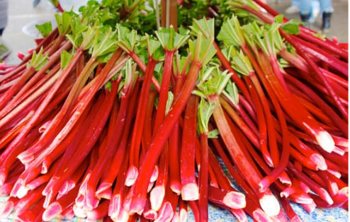 Is rhubarb best sale dangerous for dogs