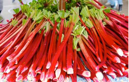 DO DEER EAT RHUBARB