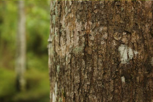DO DEER EAT TREE BARK