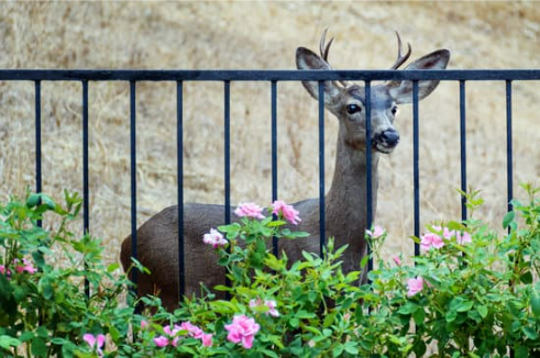 DO DEER EAT ROSES