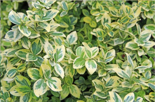 DO DEER EAT EUONYMUS?