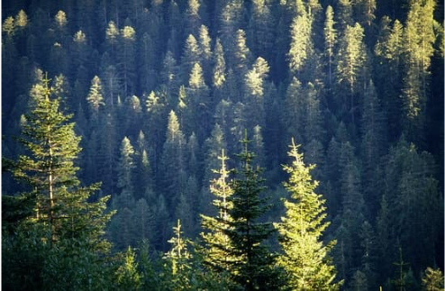 WILL DEER EAT EVERGREEN TREES
